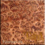 Туя корень [Thuya Burl]